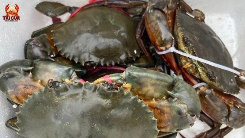 Cua thịt và cua gạch cua nào ngon hơn