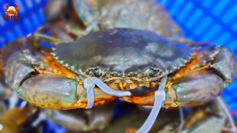 Đặc điểm của cua Cà Mau