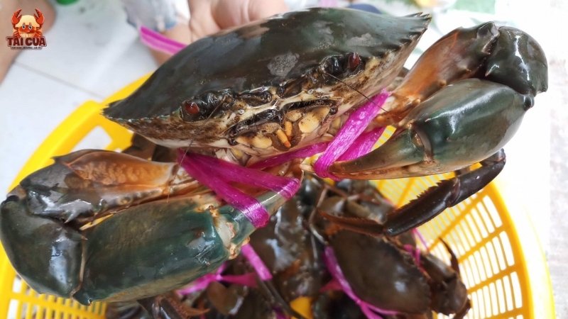 Địa chỉ bán cua Cà Mau Hà Nội uy tín