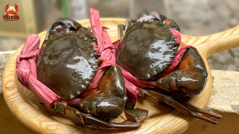 Giới thiệu về cua Cà Mau