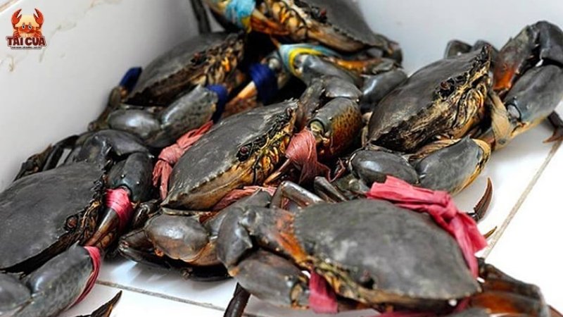 Giới thiệu về cua gạch và cua thịt