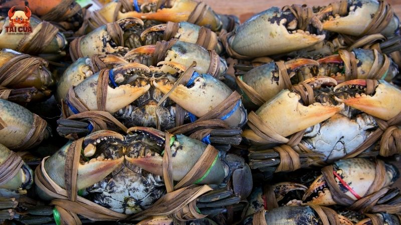 Mua cua gạch và cua thịt ở đâu chất lượng