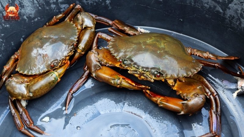 Nên chọn cua đực hay cua cái