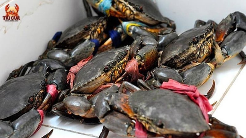 Những sai lầm cần tránh khi bảo quản cua biển sống