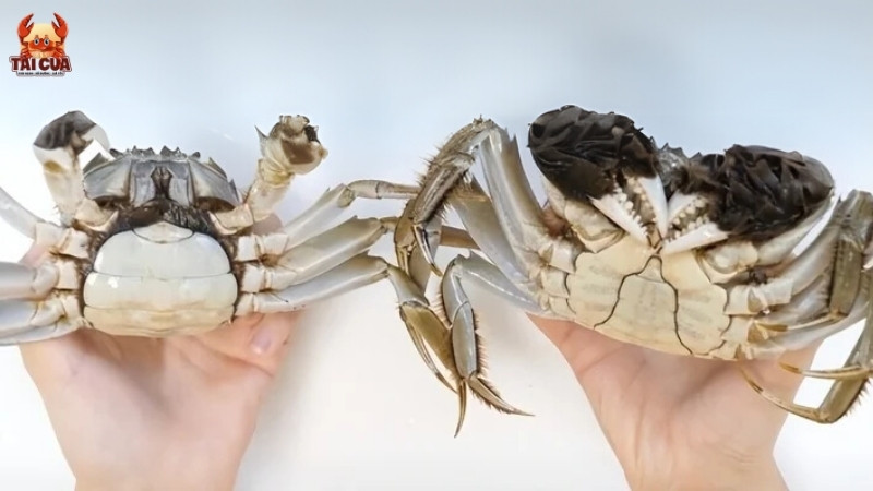 Cách phân biệt cua đực và cua cái