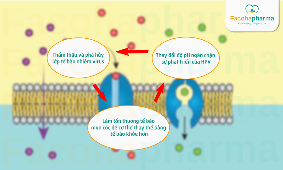 Cơ chế hoạt động của giấm táo trong quá trình trị mụn cóc