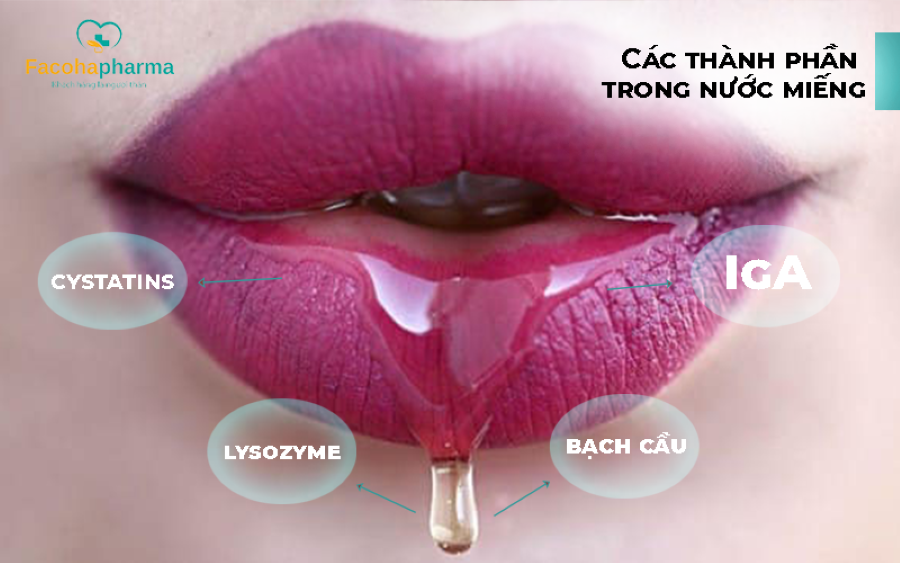 Các thành phần có thể trị mụn cóc trong nước miếng