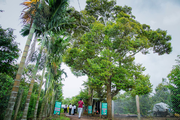 2-cay-sau-rieng-co-thu-(-khoang-80-nam-tuoi-)-tai-huyen-Krong-Pac-,-tinh-Dak-Lak-moi-cay-cho-thu-hoach-tren-100-trai-mot-vu