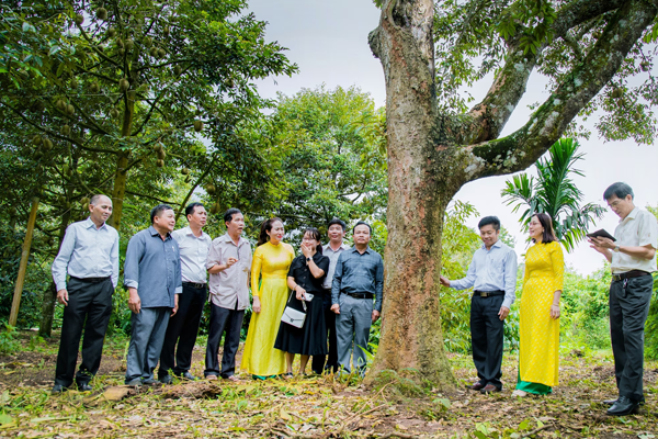 Ong-Mai-Dinh-Tho-Chu-tich-HDQT-Hop-tac-xa-nong-nghiep-sach-(-thu-4-tu-ben-trai-anh-qua-)-gioi-thieu-ve-cay-sau-rieng-co-thu-hơn-100-nam-tuoi-tai-huyen-Krong-Pac-,-tinh-Dak-Lak