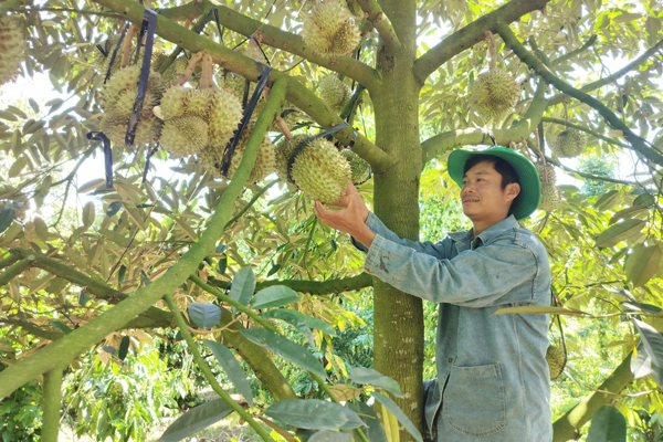 Le-hoi-Sau-rieng-Krong-Pac-lan-thu-II-co-quy-mo-lon-hon-,-se-tiep-tuc-ton-vinh-nguoi-trong-sau-rieng