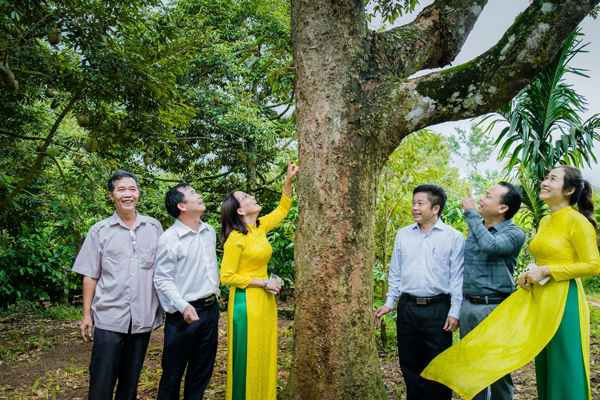 Nhieu-nguoi-rat-vui-va-bat-ngo-khi-lan-dau-tan-mat-chung-kien-cay-sau-rieng-co-thu-co-tuoi-doi-hon-100-nam