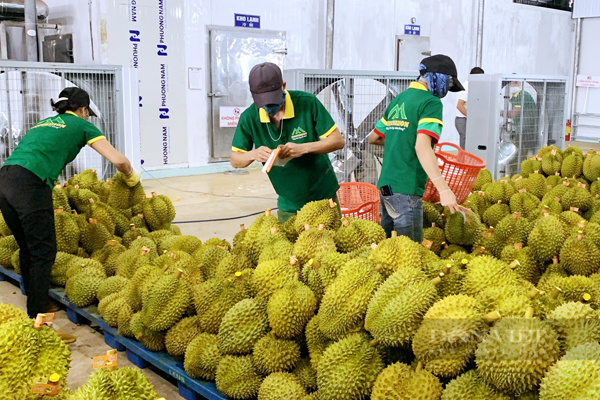 Le-hoi-sau-rieng-Krong-Pac-lan-II-,-nam-2024-se-dien-ra-trong-3-ngay-,-tu-31/8-2/9/2024-.-Dien-tich-sau-rieng-cua-tinh-Dak-Lak-nam-2024-la-khoang-35.000-ha-,-san-luong-uoc-dat-tren-350.000-tan