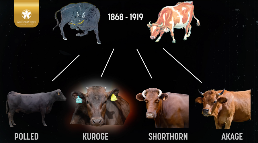 điều kiện của bò Kobe là gì, tiêu chuẩn bò Kobe