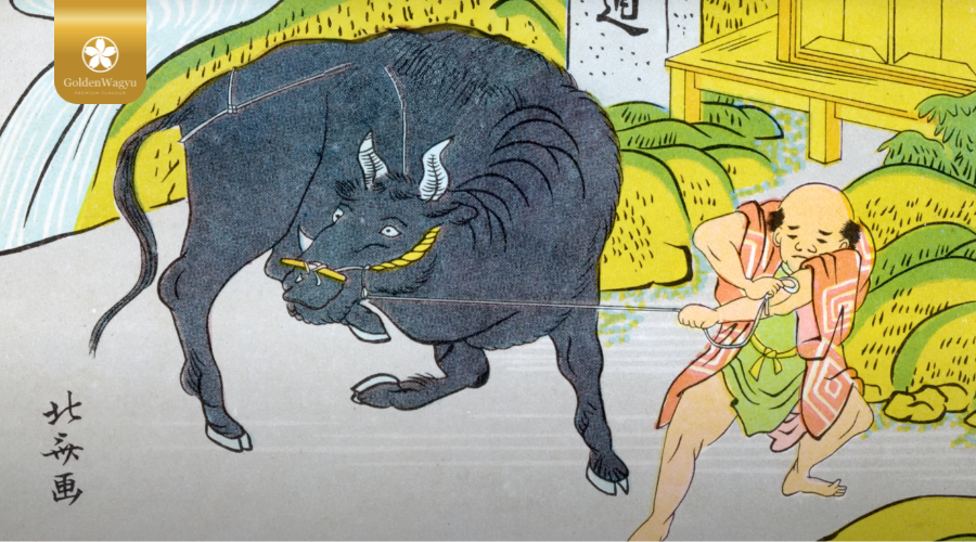 Nguồn gốc lâu đời của bò Nhật Bản