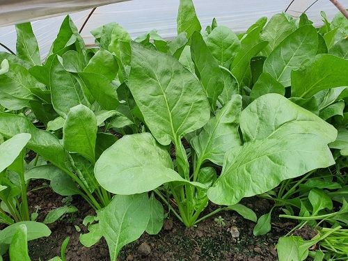 Sữa Đậu Nành Kỵ Với Thực Phẩm Nào? Những Thực Phẩm Không Nên Kết Hợp Để Tránh Gây Hại Sức Khỏe