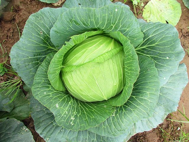 U Tuyến Giáp Kiêng Ăn Rau Gì? Những Loại Thực Phẩm Có Thể Ảnh Hưởng Đến Sức Khỏe Tuyến Giáp