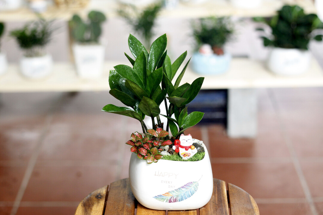 Chậu cây cảnh mini để bàn - cây đồng tiền