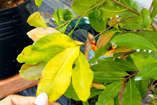 Thiếu ánh nắng mặt trời