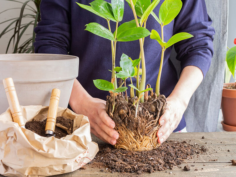Đặt chậu ở nơi có ánh sáng phù hợp