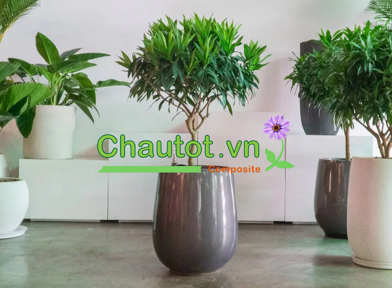 Các loại chậu composite thường gặp nhất
