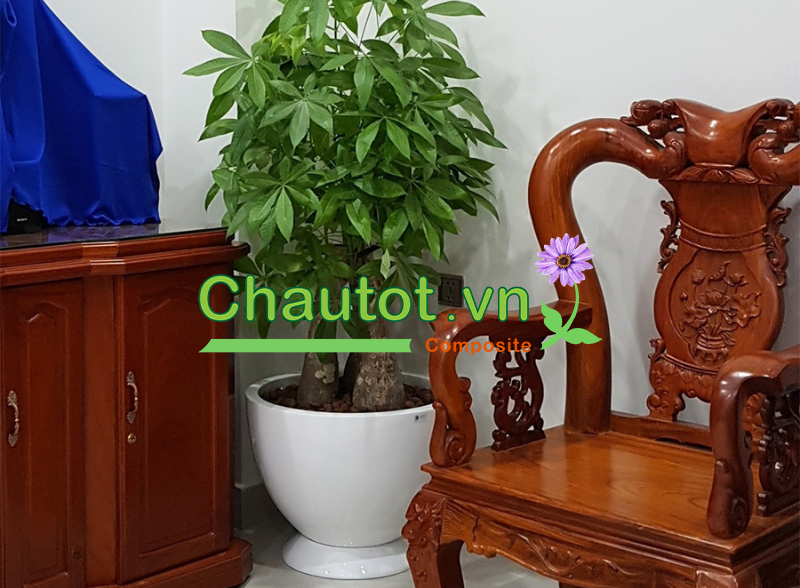 Chậu composite phù hợp với những không gian nào?