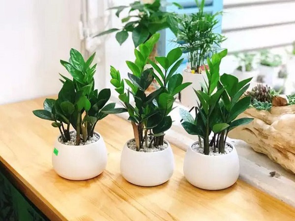 Tưới nước cho chậu đúng cách