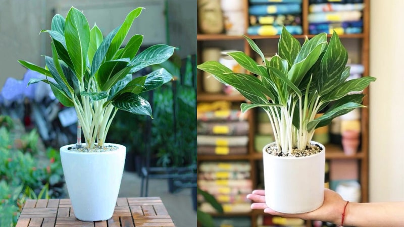 Người có mệnh mộc nên trồng các loài cây cảnh nào?