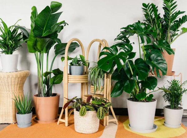 Chậu cây decor là gì?