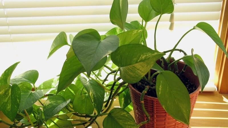 Cây dây leo trong chậu được hiểu là gì?