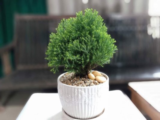 Chậu trắc tùng để bàn