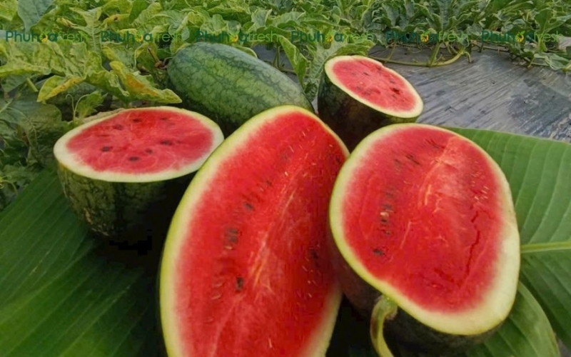 Dưa hấu là loại trái cây có hàm lượng nước rất cao, giúp tăng bài tiết nước tiểu một cách tự nhiên, từ đó hỗ trợ làm sạch đường tiết niệu khi được sử dụng với khẩu phần hợp lý.