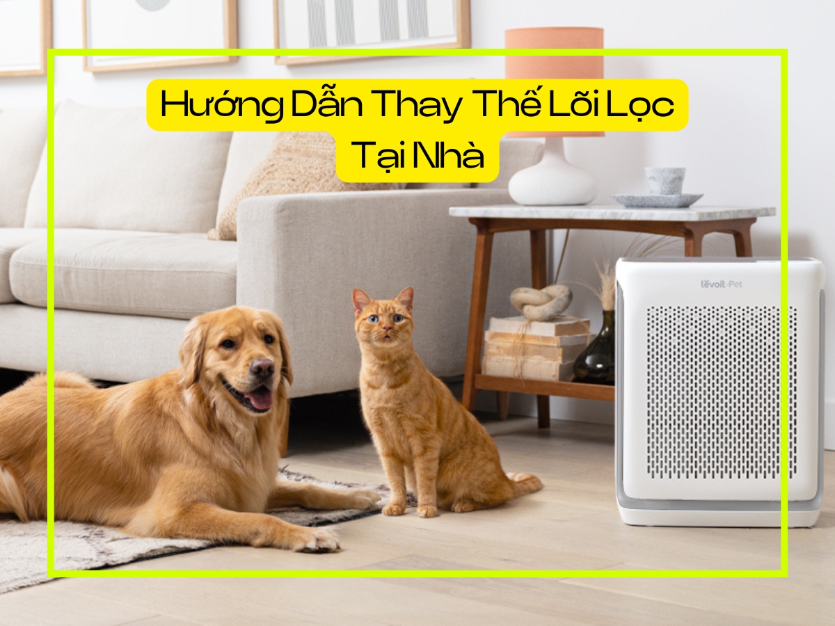 Hướng dẫn thay thế lõi lọc tại nhà Levoit Vital
