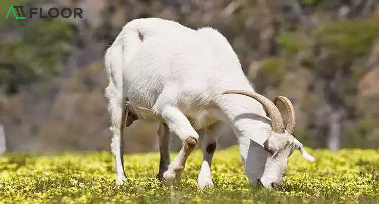 Year of the Goat 2026: Lucky colors