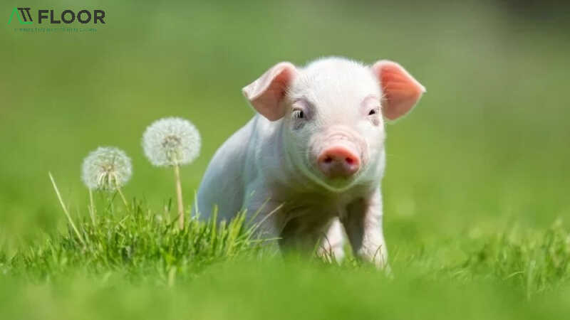 Year of the Pig: best first-footing