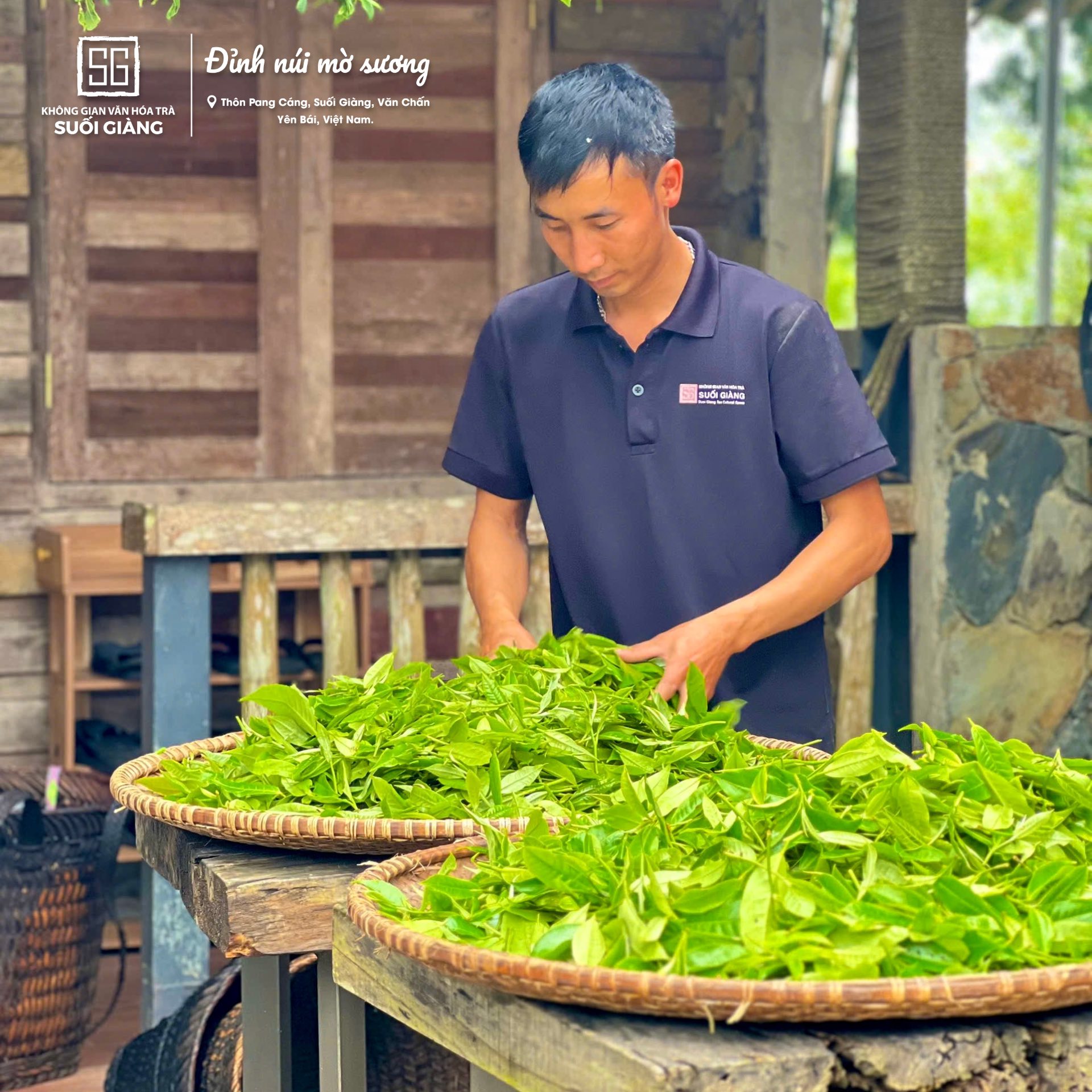 Sản xuất trà tại Suối Giàng