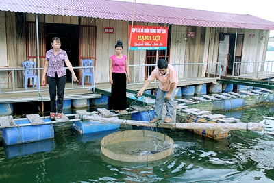Thành công bước đầu mô hình nuôi cá tầm 