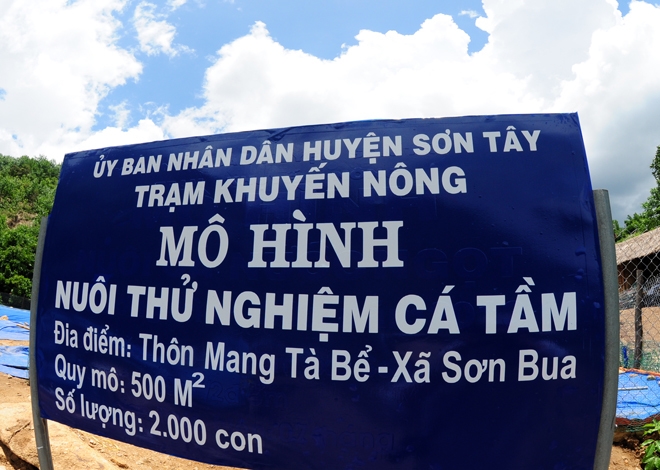 Quảng Ngãi nuôi thành công cá tầm 'siêu' tăng trọng