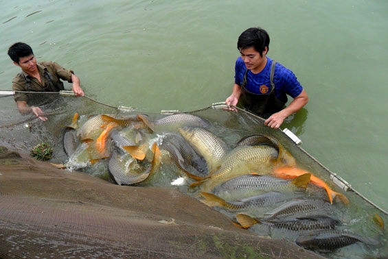 Tái cơ cấu ngành Thủy sản theo hướng bền vững