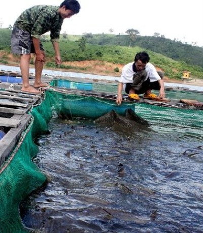 NUÔI THÀNH CÔNG CÁ TẦM THƯƠNG PHẨM TẠI HỐ KÈ XÃ HÒA LỄ.
