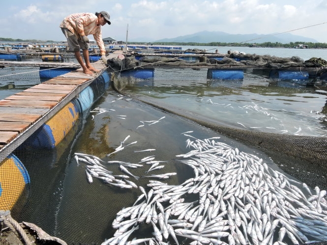 Cá chết, 33 hộ dân kiện doanh nghiệp xả thải