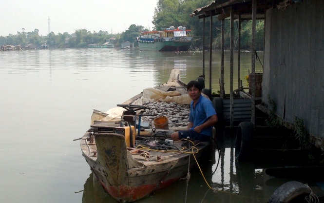 Cá nuôi trên sông Cái Vừng lại chết bất thường