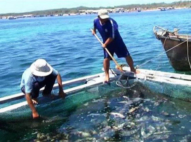 Chỉ 5/55 hộ có cá chết ở đảo Phú Quý 