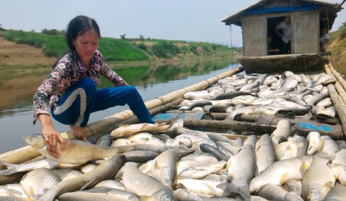 Người dân bất lực nhìn cá chết trắng sông Bưởi