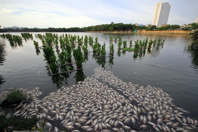 Cá chết xếp lớp dưới hồ công viên trung tâm Đà Nẵng