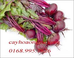 Bán hạt giống Củ dền đỏ (25k/gói)