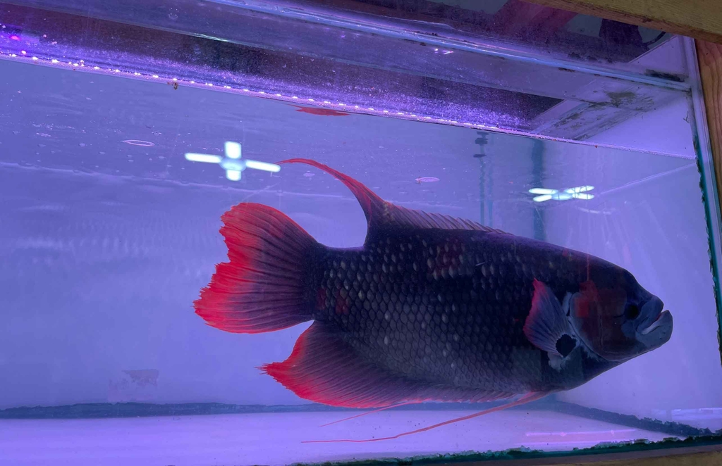 CÁ HỒNG KÌ PHÁT TÀI SIZE 60