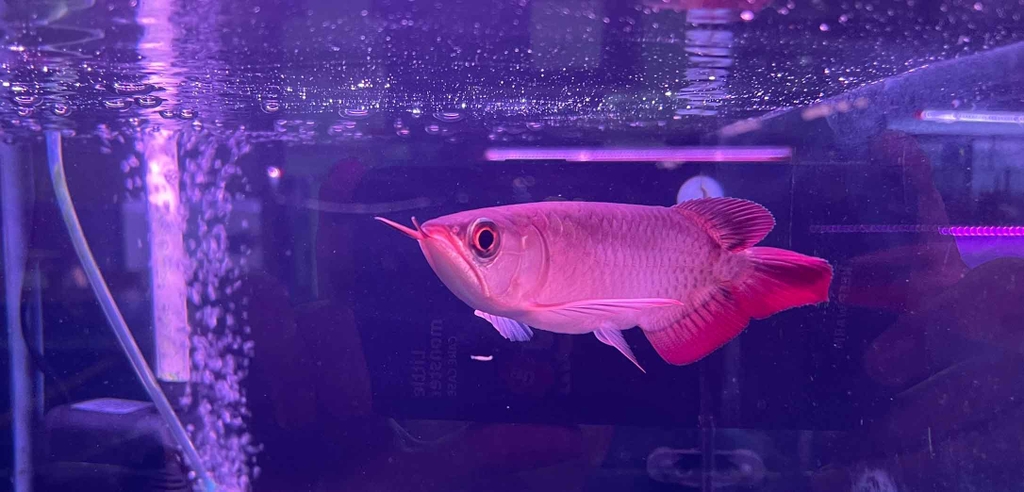 CÁ RỒNG HUYẾT LONG INDO SIZE 20-22 ( HÌNH THỰC TẾ TẠI TRẠI)