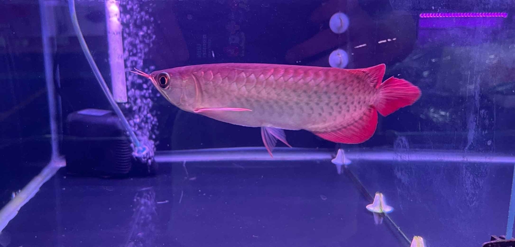 CÁ RỒNG HUYẾT LONG INDO SIZE 20-22 ( HÌNH THỰC TẾ TẠI TRẠI)