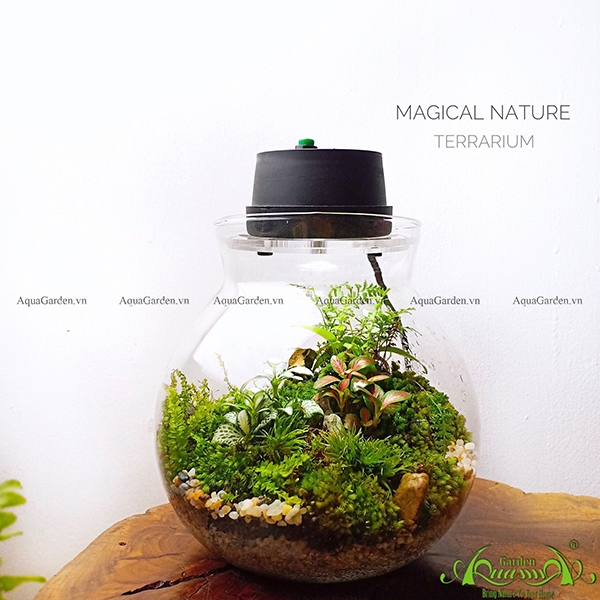Terrarium 47 - Magical Nature