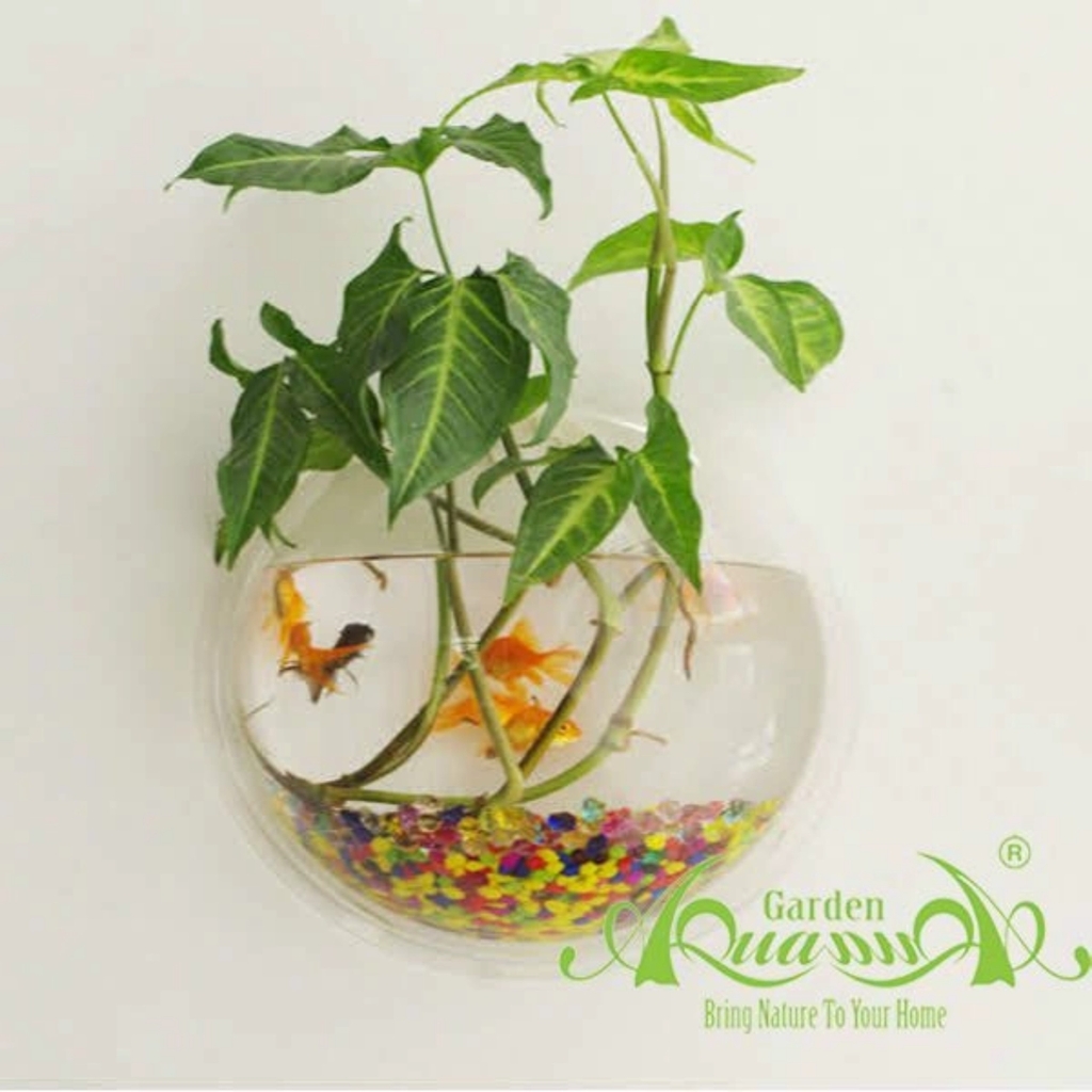 Nửa Tròn - Thủy Tinh Áp Tường